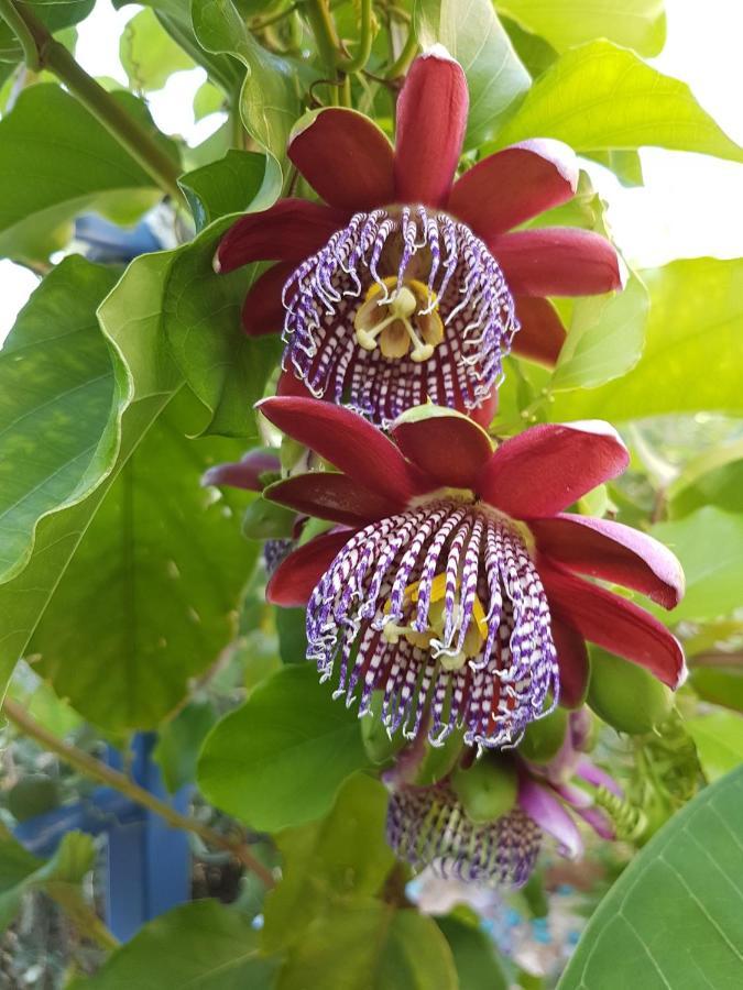 Sea Flower Villa Bali Crete Vlikhádha Eksteriør billede